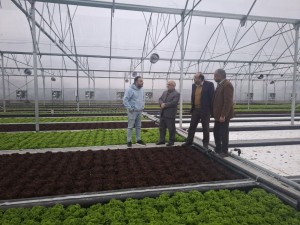 بازدید مسئولان شهرستان خمینی‌شهر از گلخانه مدرن کاهوی فرانسوی