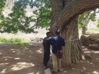 آغاز عملیات اجرایی مستندسازی پرونده ثبتی درخت توت مزرعه همرو شهرستان آران و بیدگل