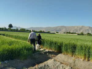 بازدید از مزارع گندم و جو شهرستان