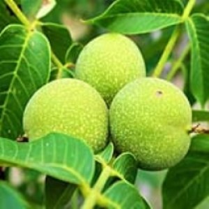 برداشت ۴۰۰ تن محصول ممتاز از قلب کوهستان‌های اصفهان