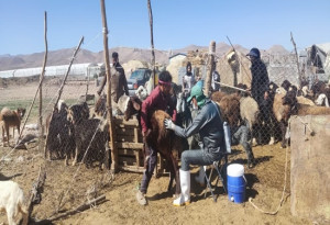 مایه کوبی دام سبک و سنگین شهرستان دهاقان در سال ۱۴۰۳