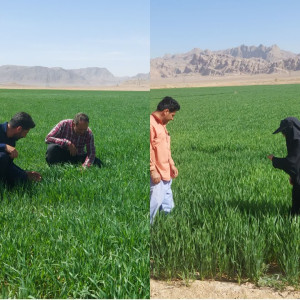 بازدید کارشناسان شبکه مراقبت جهاد کشاورزی از مزارع غلات شهرستان شهرضا