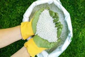 1320 تن کود یارانه‌ای بین کشاورزان کاشان توزیع شد