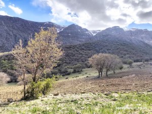 نگاهی علمی به پوشش گیاهی و خشکسالی