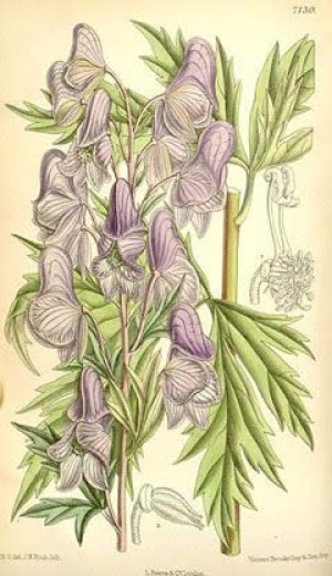 آکونیتوم فیشری (Aconitum fischeri)