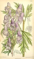 آکونیتوم فیشری (Aconitum fischeri)