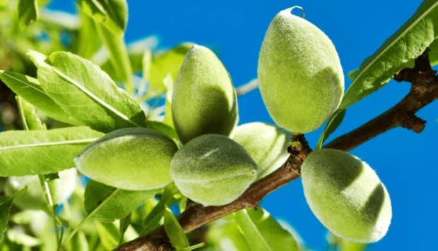 پیش‌بینی برداشت  1100 کیلوگرم  در هکتار چغاله‌بادام باغات کاشان