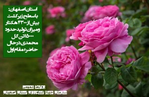 آغاز برداشت گل محمدی در استان اصفهان بهار1405